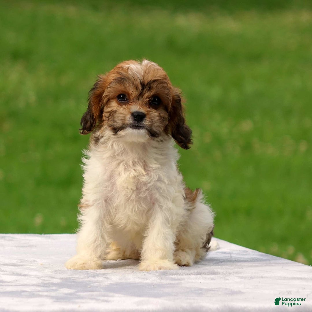 Cavachon dogs for sale: Abbey - Image 2