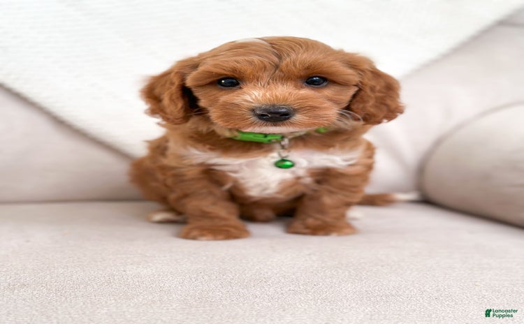 Mini Goldendoodle dogs for sale - Ad 5