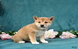 Shiba Inu dogs for sale: Elliot - Image 1