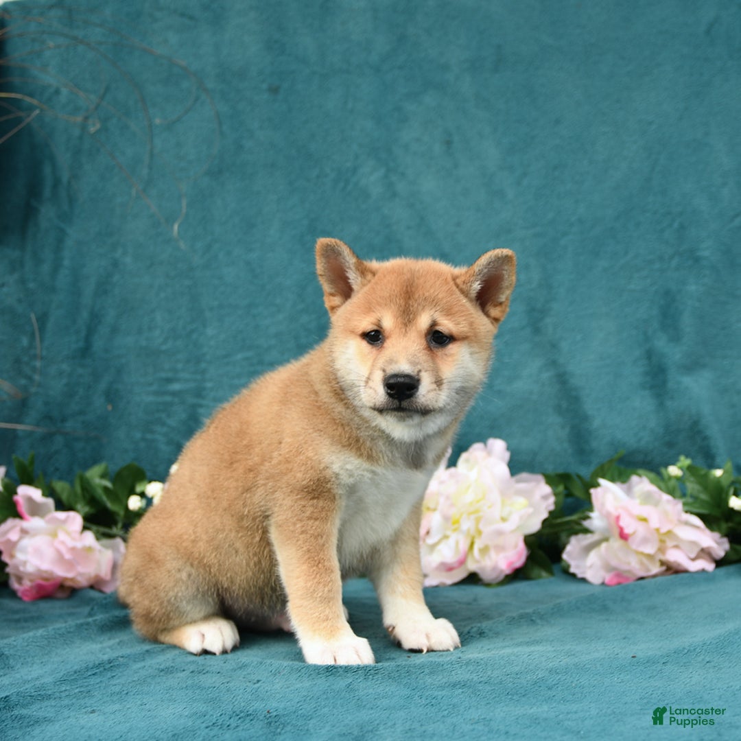 Shiba Inu dogs for sale: Elliot - Image 1