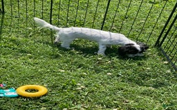 Cavapoo dogs for sale: Puppy 5 - Image 2