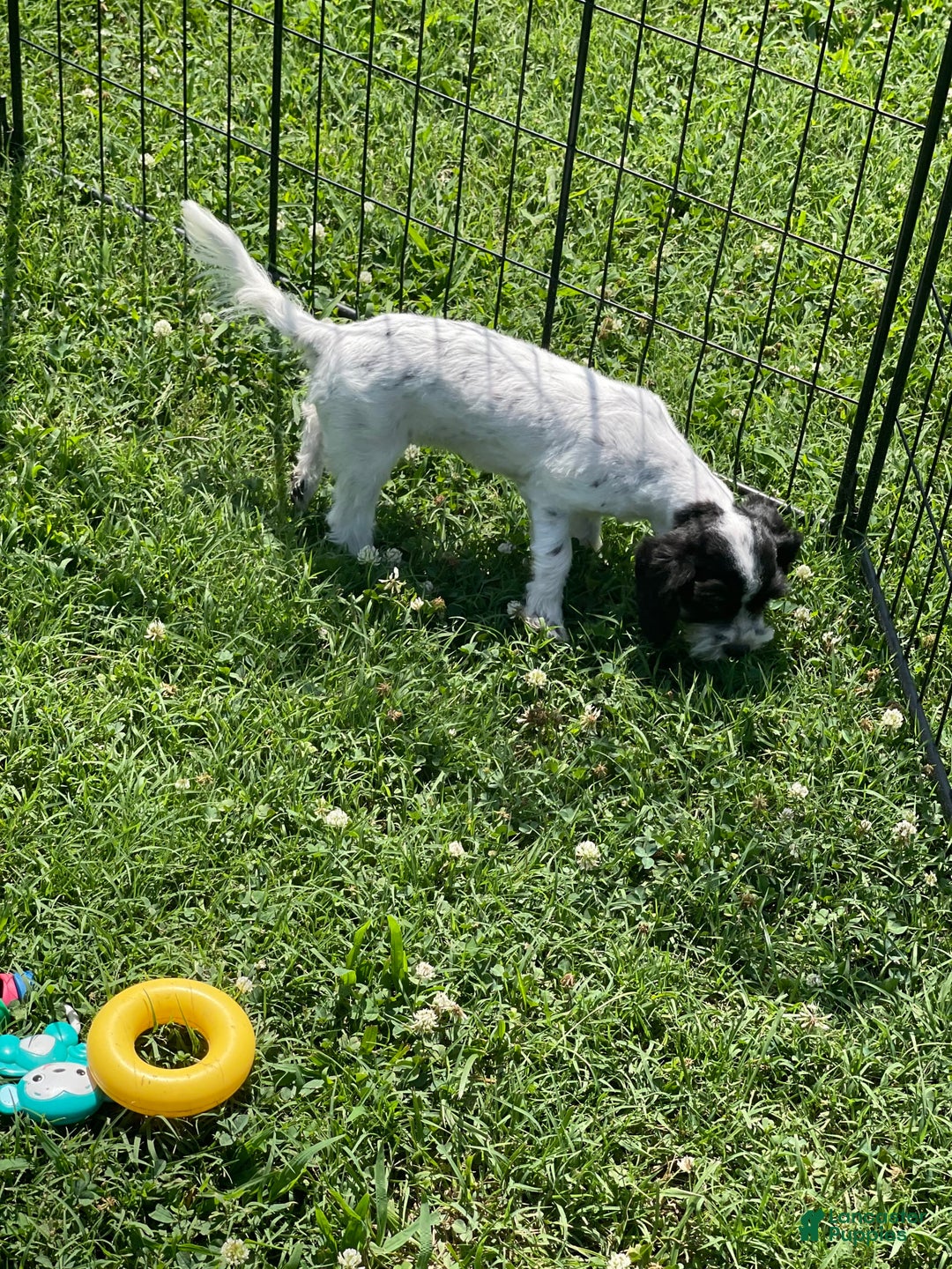 Cavapoo dogs for sale: Puppy 5 - Image 2