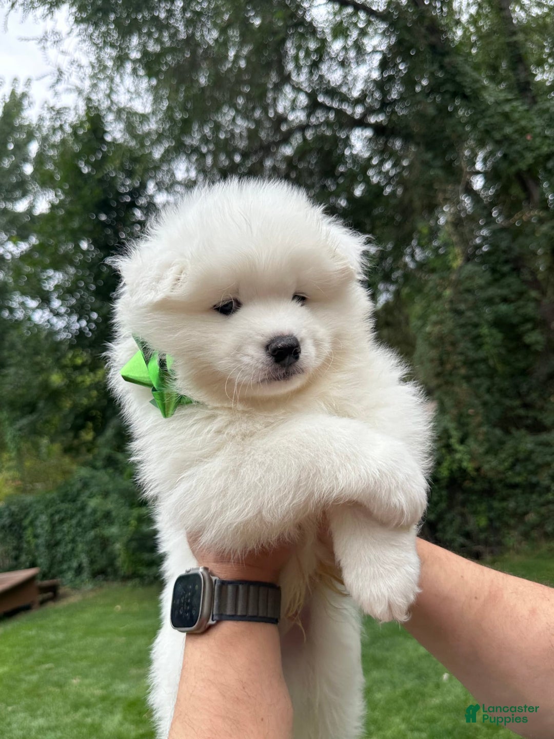 Samoyed dogs for sale: Jacque - Image 5
