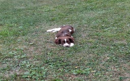 English Springer Spaniel dogs for sale: Scampy - Image 5