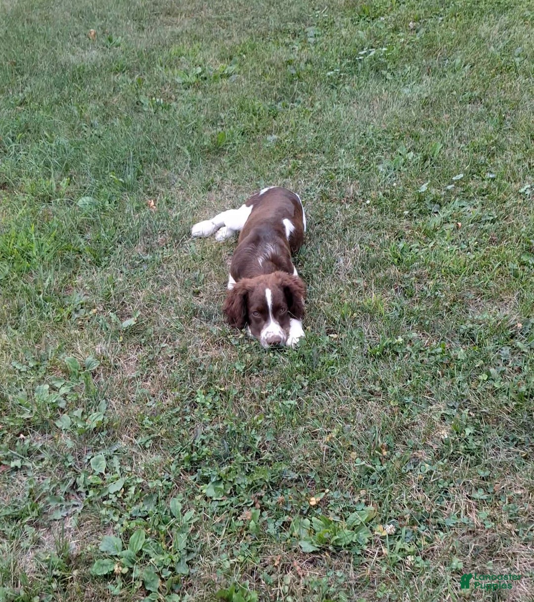 English Springer Spaniel dogs for sale: Scampy - Image 5