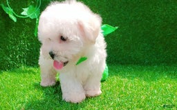 Maltipoo dogs for sale: Cookie - Image 23