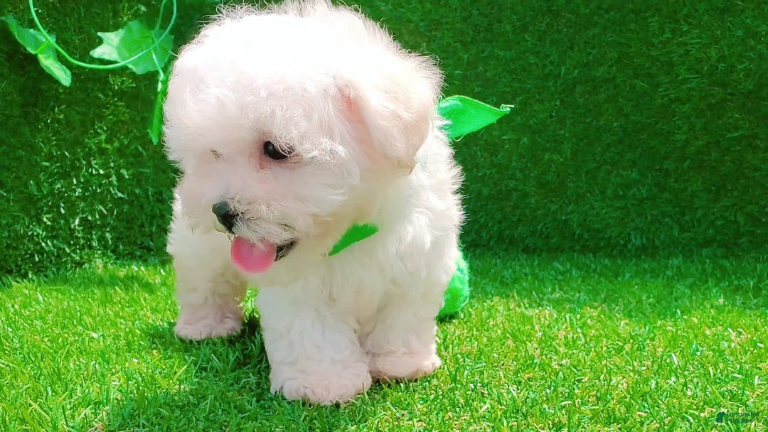 Maltipoo dogs for sale: Cookie - Image 23