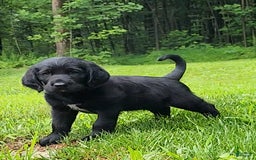 Labradoodle dogs for sale: Madoc - Image 1