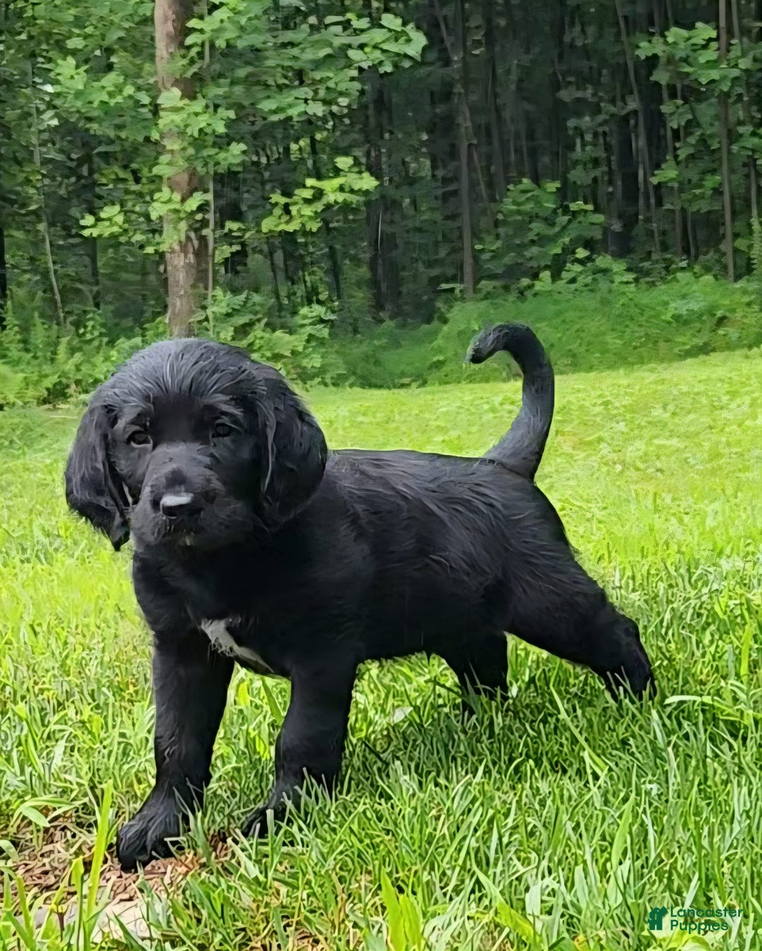 Labradoodle dogs for sale: Madoc - Image 1