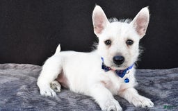 West Highland Terrier dogs for sale: Nugget - Image 3