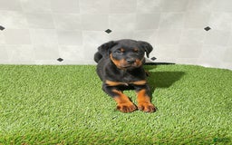 Rottweiler dogs for sale: Angeline - Image 10