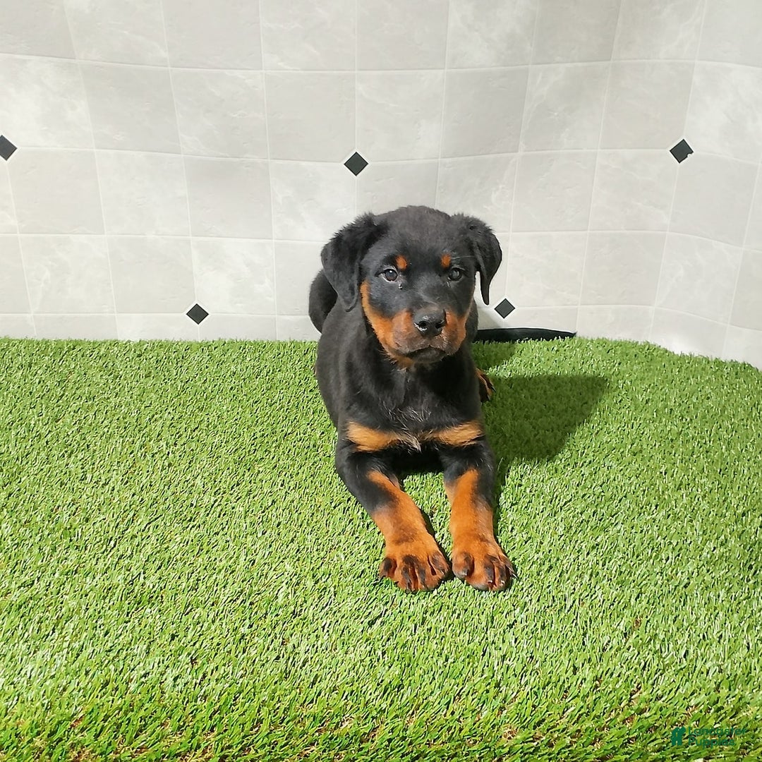 Rottweiler dogs for sale: Angeline - Image 10