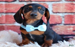 Miniature Dachshund dogs for sale: Sparky - Image 15