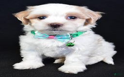 Maltipoo dogs for sale: Buddy - Image 6