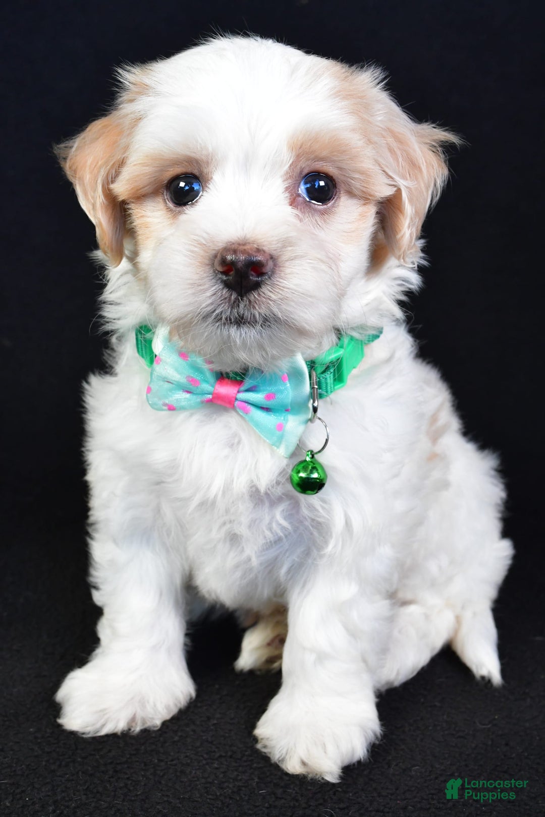 Maltipoo dogs for sale: Buddy - Image 6
