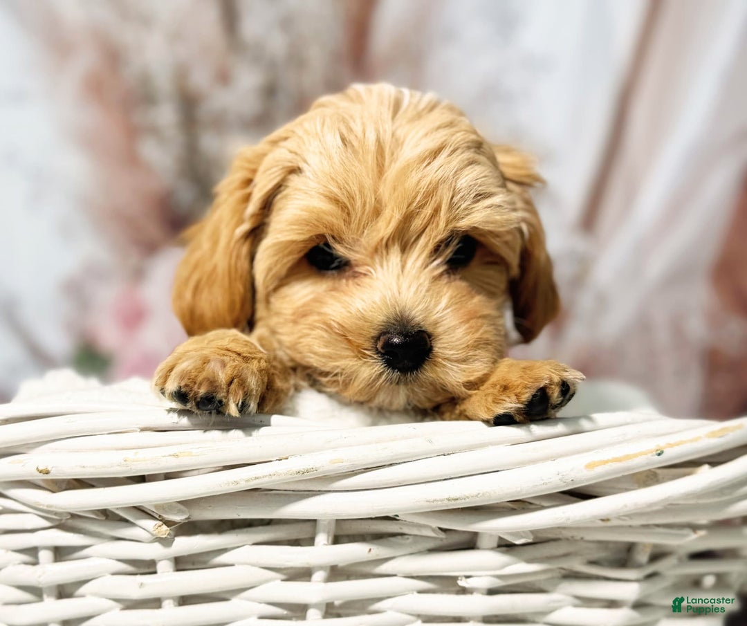 Maltipoo dogs for sale: Dark Pink Collar - Image 7