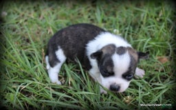 Chihuahua dogs for sale: Cisco - Image 3