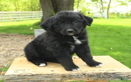 Australian Shepherd dogs for sale: Bella - Image 4