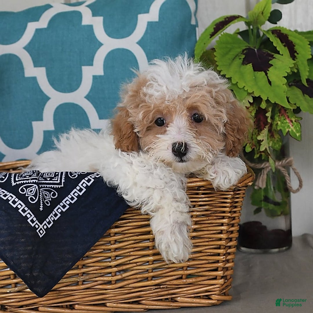 Miniature Poodle dogs for sale: Miniature Poodle 7 puppies - Image 5