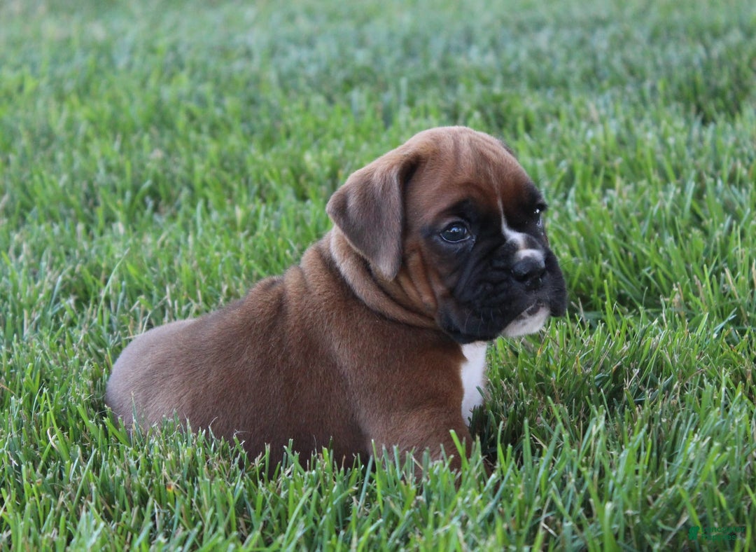 Boxer dogs for sale: Ashley - Image 1