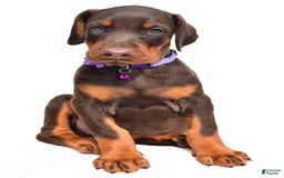Doberman Pinscher dogs for sale: Marsha - Image 7
