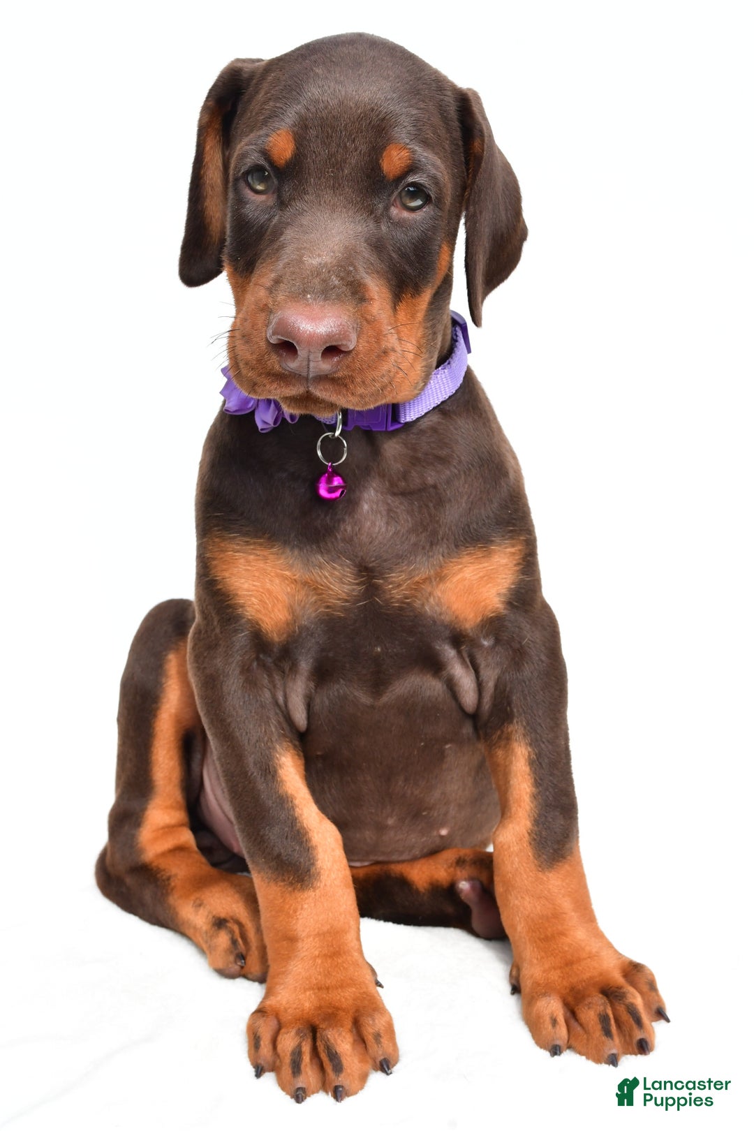 Doberman Pinscher dogs for sale: Marsha - Image 7