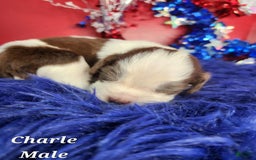 English Springer Spaniel dogs for sale: Charles - Image 1