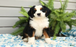 Bernedoodle dogs for sale: Pepper - Image 10