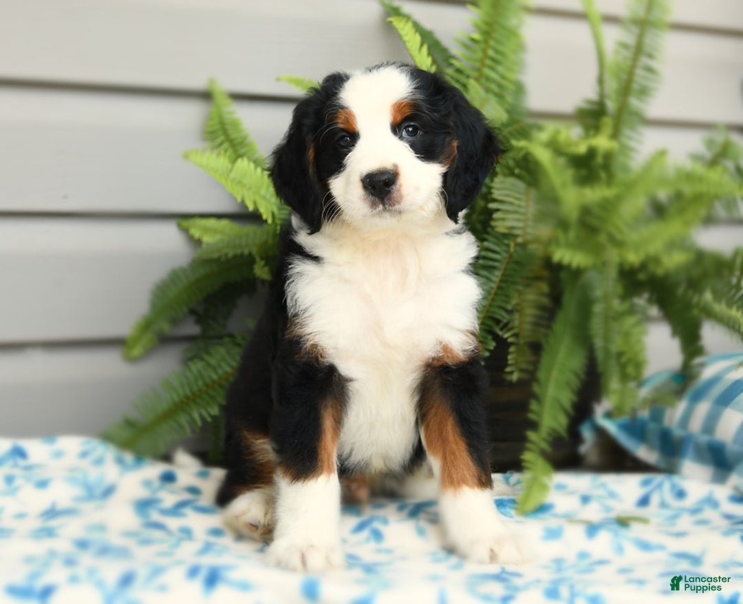Bernedoodle dogs for sale: Pepper - Image 10