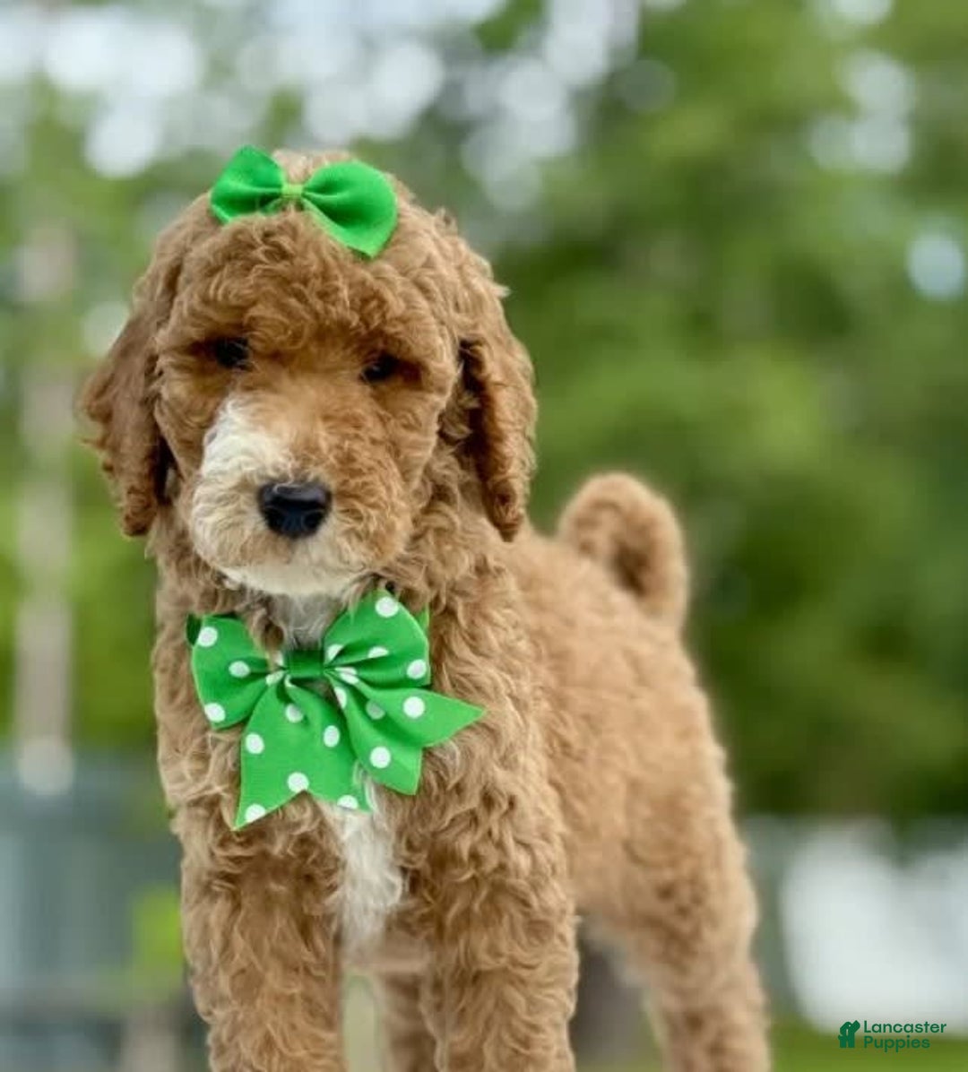 Goldendoodle dogs for sale: Dream - Image 12