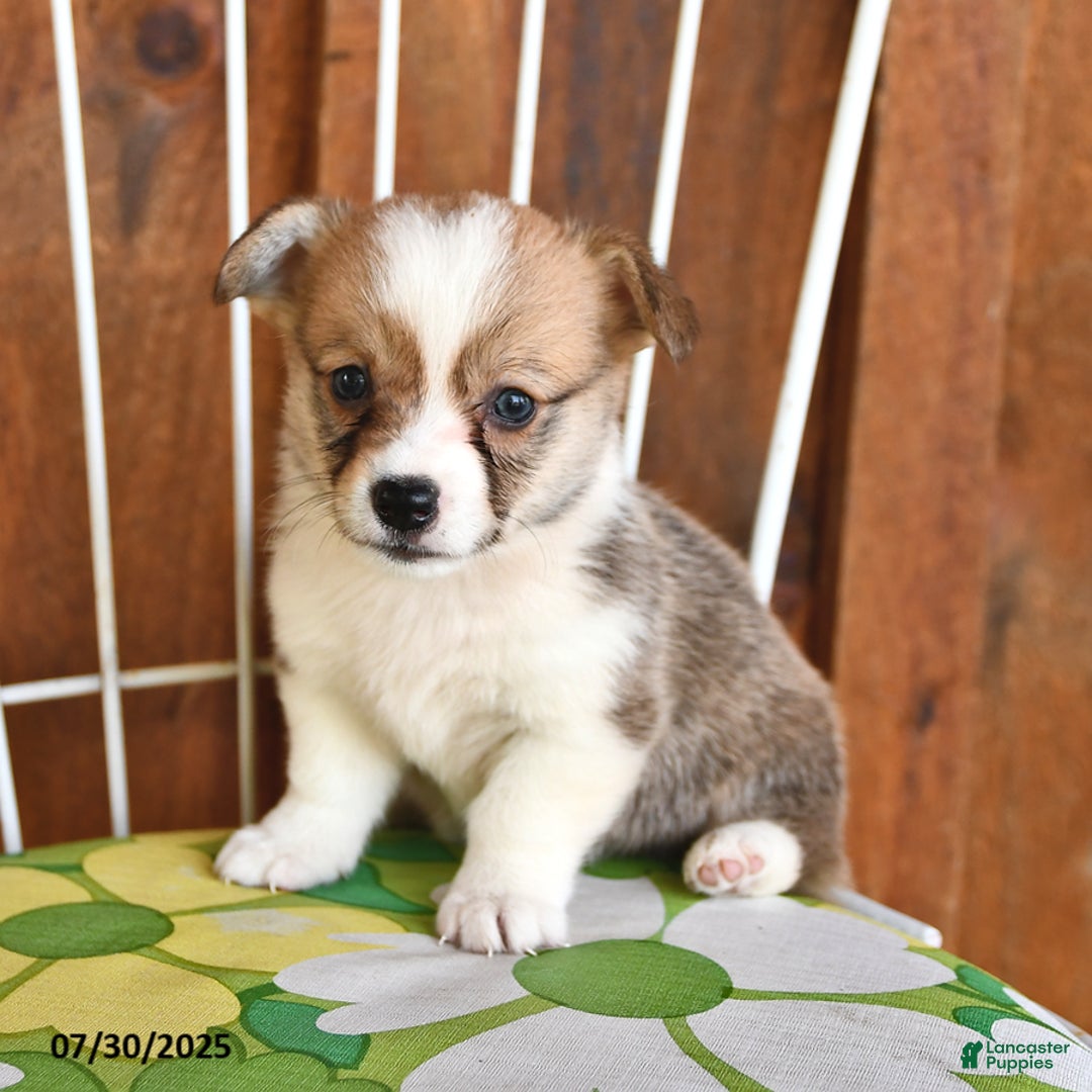 Welsh Corgi Pembroke dogs for sale: Sammy - Image 2
