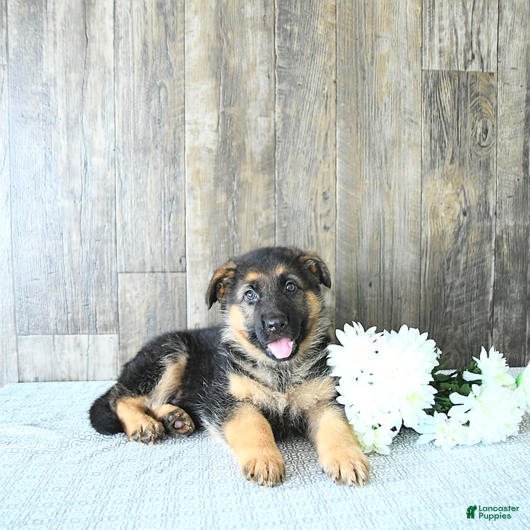 German Shepherd dogs for sale: Zeus - Listing for pets: Zeus, Ozzy, Zailey, Moose, Rizzo - Image 1
