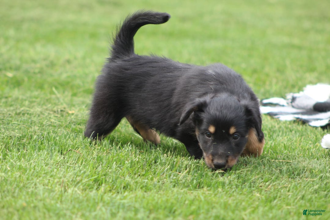 English Shepherd dogs for sale: Mocha - Image 7