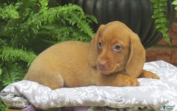 Miniature Dachshund dogs for sale: Tabitha - Image 8