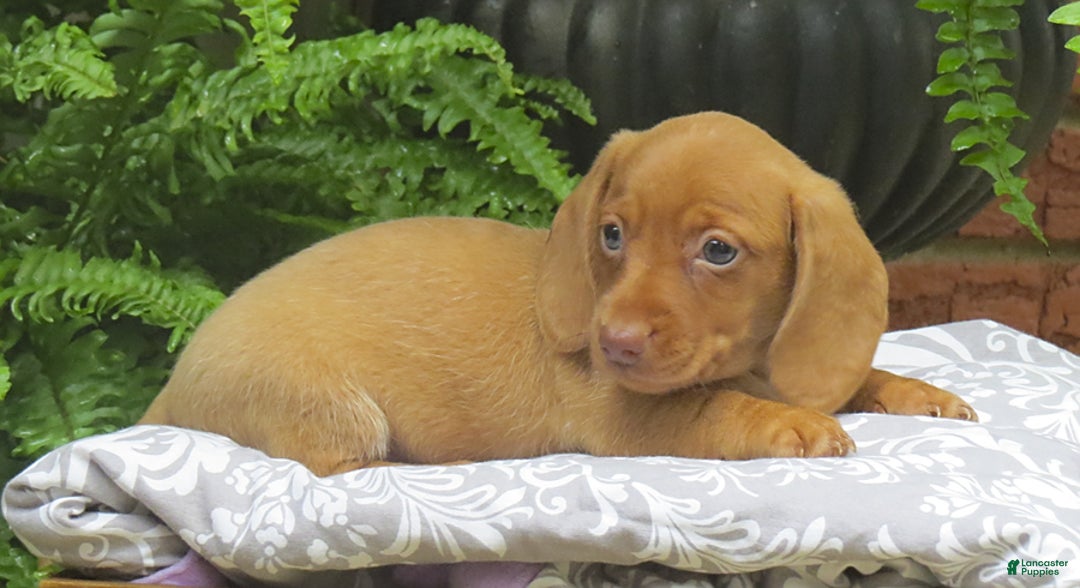 Miniature Dachshund dogs for sale: Tabitha - Image 8