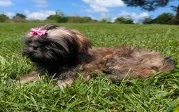 Shih Tzu dogs for sale: Arwen - Image 10