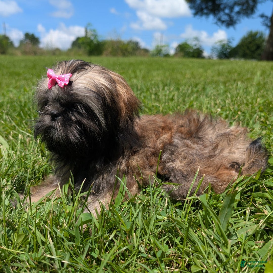 Shih Tzu dogs for sale: Arwen - Image 10