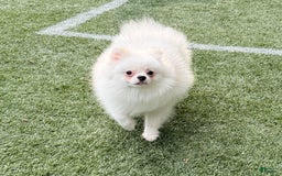 Pomeranian dogs for sale: Mishka - Image 8