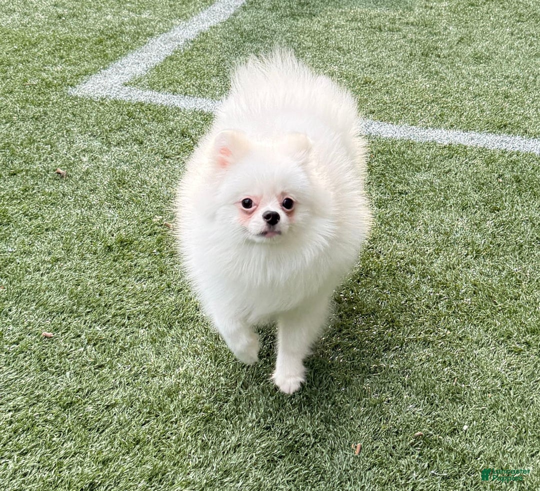 Pomeranian dogs for sale: Mishka - Image 8