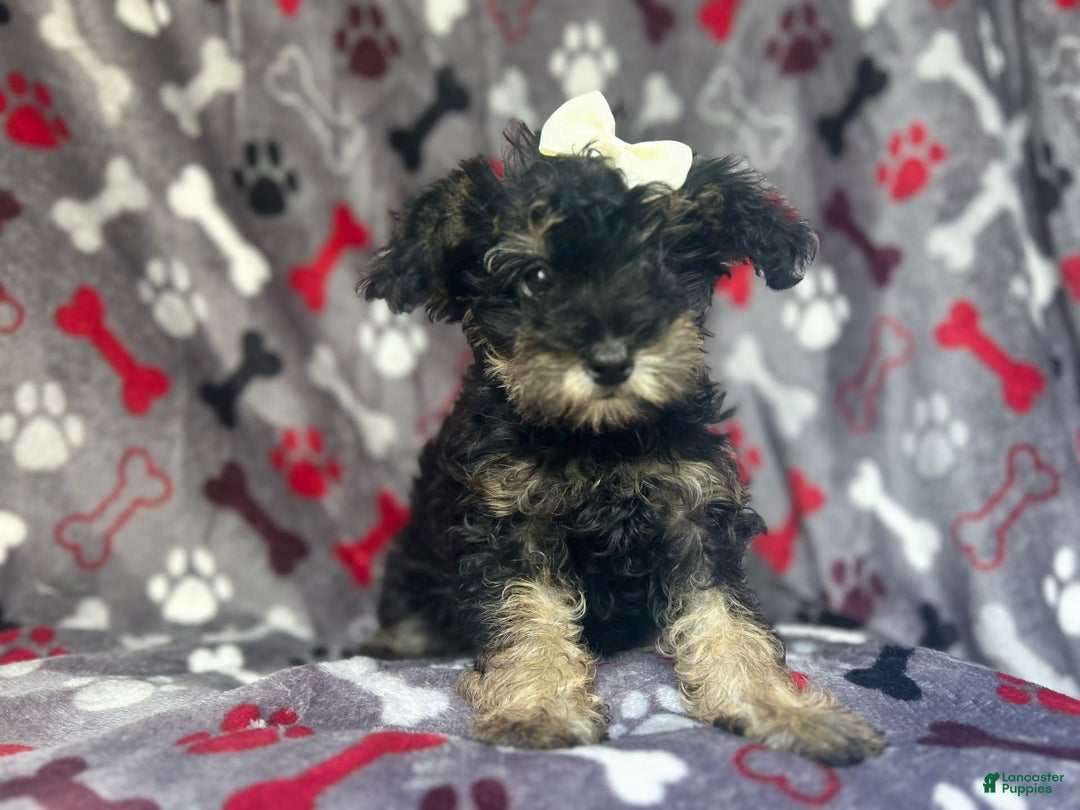 Miniature Schnauzer dogs for sale: Lilo - Image 11