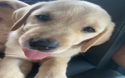 Labrador Retriever dogs for sale: Frannie - Image 3