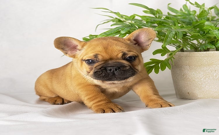 French Bulldog dogs for sale - Ad 1