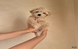 Maltipoo dogs for sale: Gani - Listing for pets: Gani, Barny - Image 4