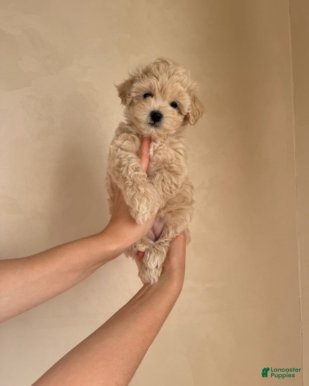 Maltipoo dogs for sale: Gani - Listing for pets: Gani, Barny - Image 4