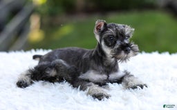Miniature Schnauzer dogs for sale: Asher - Image 3