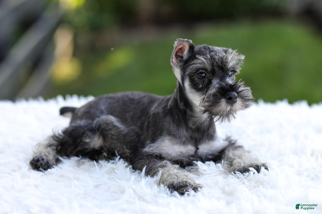 Miniature Schnauzer dogs for sale: Asher - Image 3