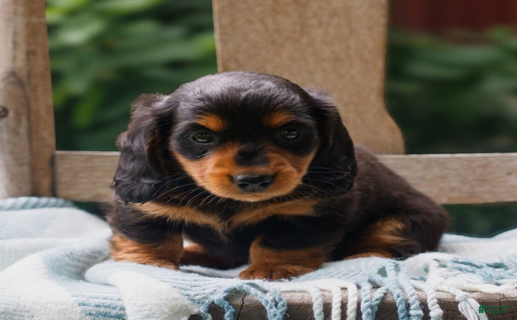 Miniature Dachshund dogs for sale - Ad 2