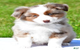 Miniature Australian Shepherd dogs for sale: Noah - Image 2
