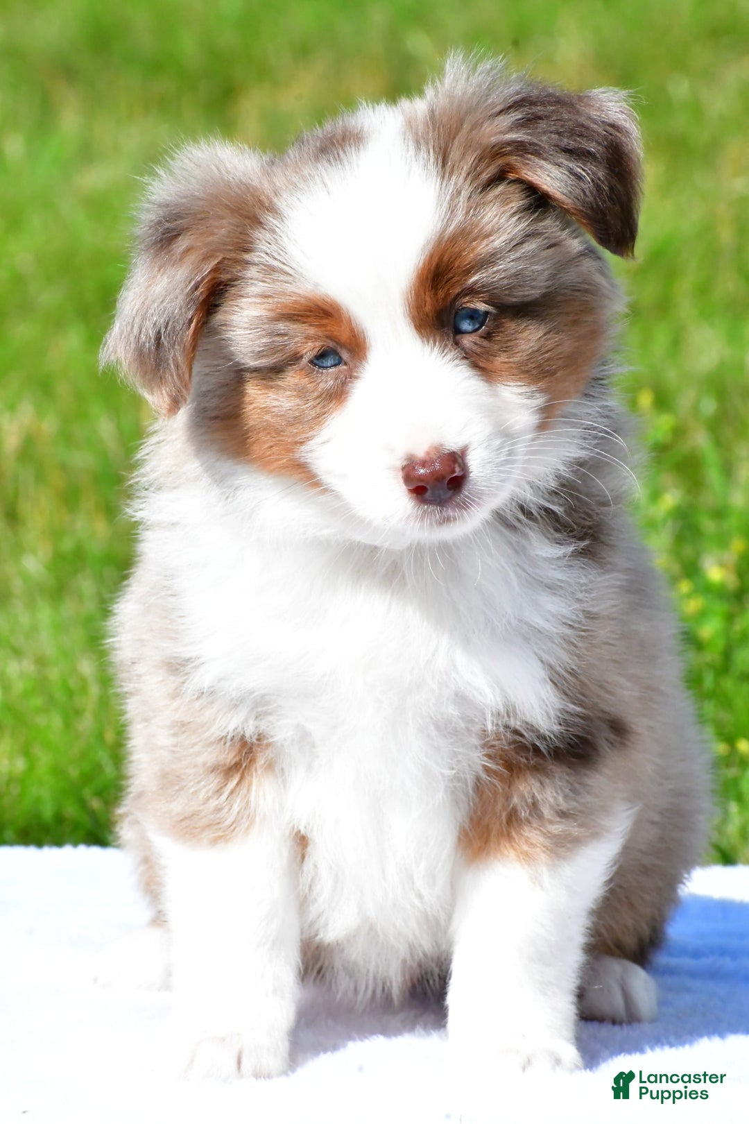 Miniature Australian Shepherd dogs for sale: Noah - Image 2