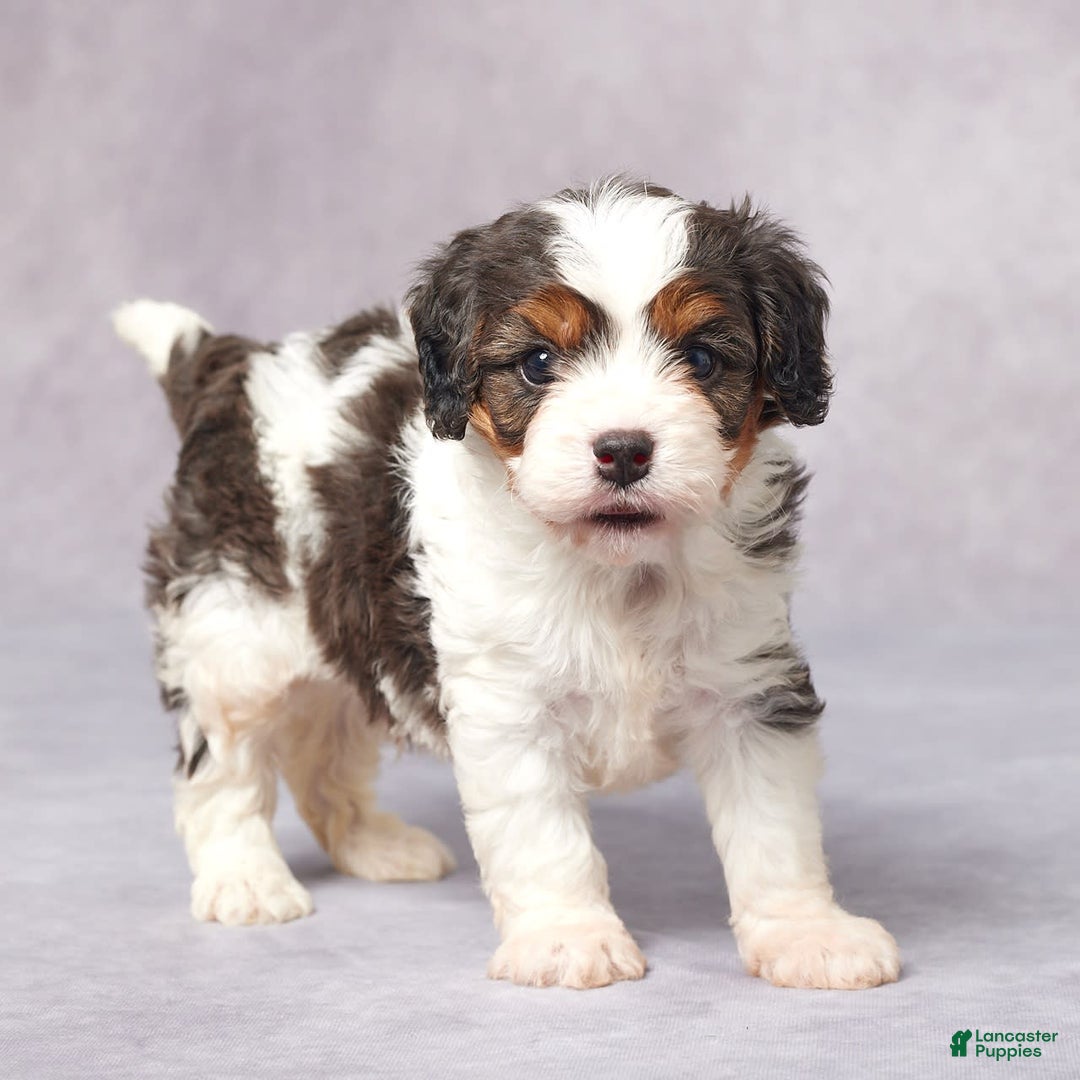 Cavapoo dogs for sale: Ed - Image 6